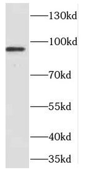 CDC27 Antibody