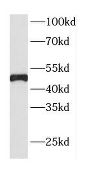 CDC37 Antibody