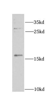 CEBPG Rabbit Polyclonal Antibody
