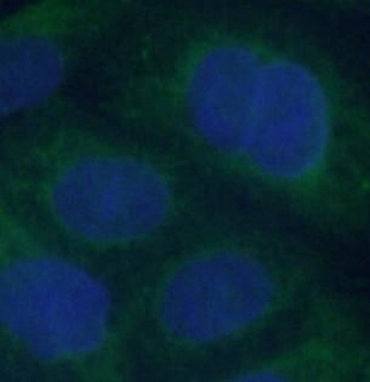CEP250 Rabbit Polyclonal Antibody