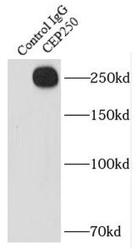 CEP250 Rabbit Polyclonal Antibody