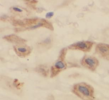 CEP250 Rabbit Polyclonal Antibody