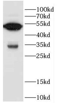 CFLAR Antibody