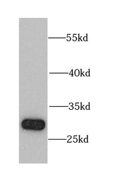 CHMP1B Rabbit Polyclonal Antibody