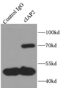 BIRC3 Antibody