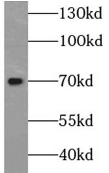 BIRC3 Antibody