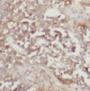 BIRC3 Antibody