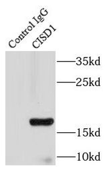 CISD1 Antibody