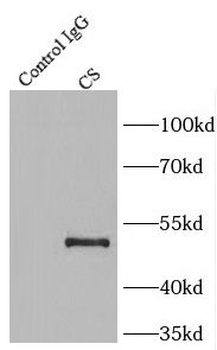 CS Rabbit Polyclonal Antibody