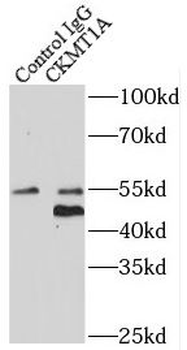 CKMT1A Rabbit Polyclonal Antibody