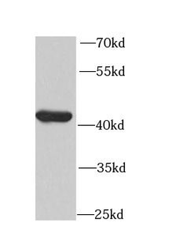 CKMT2 Rabbit Polyclonal Antibody