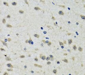 CLIC1 Antibody