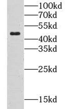 CLN3 Antibody