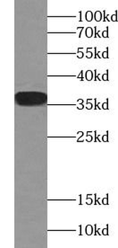CLU Mouse Monoclonal Antibody