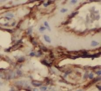 CLU Mouse Monoclonal Antibody