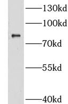 CNOT10 Antibody