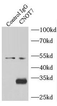 CNOT7 Antibody
