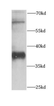 CNPY3 Antibody