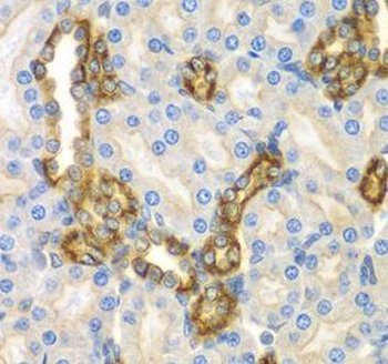 CNPY3 Antibody