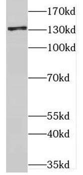 CNTN1 Rabbit Polyclonal Antibody