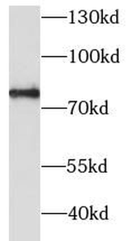CERT1 Antibody