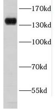 COL6A2 Antibody