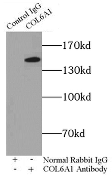 COL6A1 Antibody