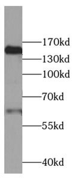 CFH Antibody