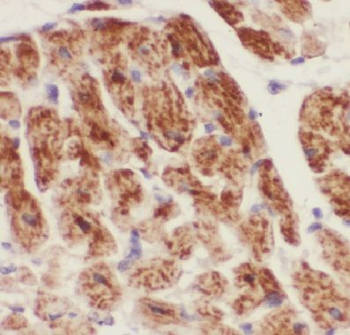 COQ5 Rabbit Polyclonal Antibody