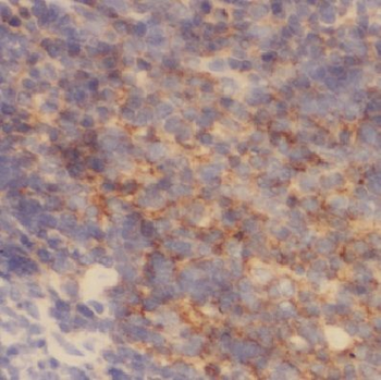 COX17 Antibody