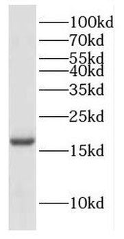 COX4I2 Rabbit Polyclonal Antibody