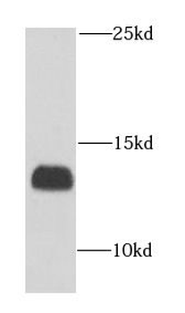 COX6B1 Rabbit Polyclonal Antibody