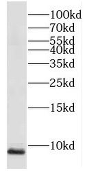 COX6C Rabbit Polyclonal Antibody