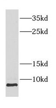COX8A Rabbit Polyclonal Antibody