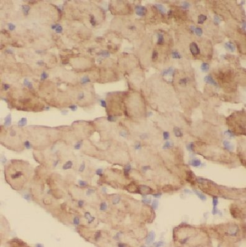 COX8A Rabbit Polyclonal Antibody