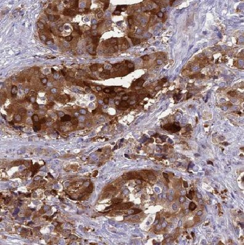 COX4I1 Mouse Monoclonal Antibody