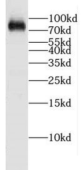 CPEB4 Antibody