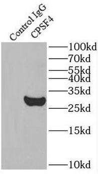 CPSF4 Rabbit Polyclonal Antibody