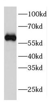 CPSF6 Antibody