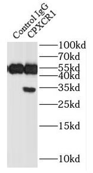 CPXCR1 Rabbit Polyclonal Antibody