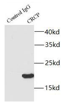 CRCP Antibody
