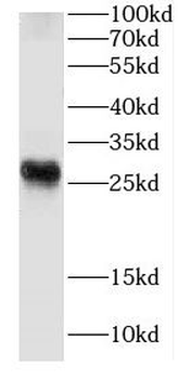 CRIP2 Antibody