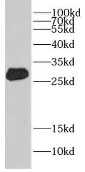 CRISP3 Rabbit Polyclonal Antibody