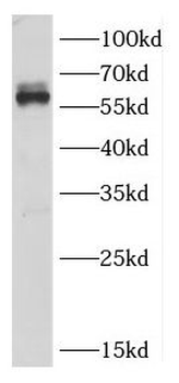CRMP1 Rabbit Polyclonal Antibody