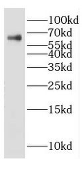 Dpysl3 Rabbit Polyclonal Antibody