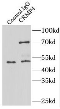Dpysl3 Rabbit Polyclonal Antibody