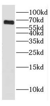 Dpysl3 Rabbit Polyclonal Antibody