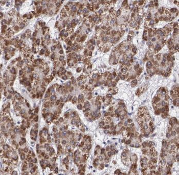 Dpysl3 Rabbit Polyclonal Antibody
