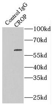 LUC7L3 Rabbit Polyclonal Antibody