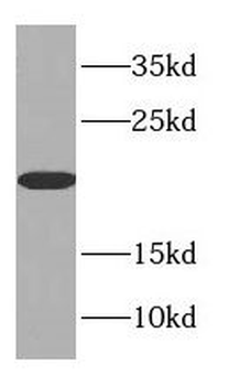 CSRP1 Antibody